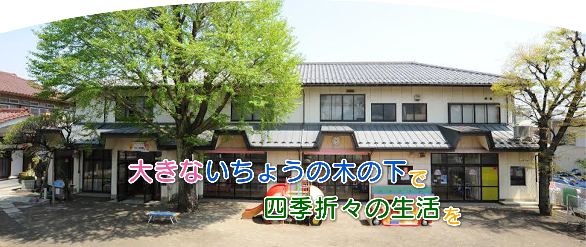 大きないちょうの木の下で、四季折々の生活を
